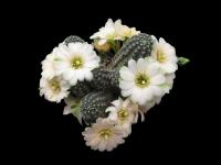 Thumbnail of 1636_Rebutia haagei azulapampa_20100502(1).jpg